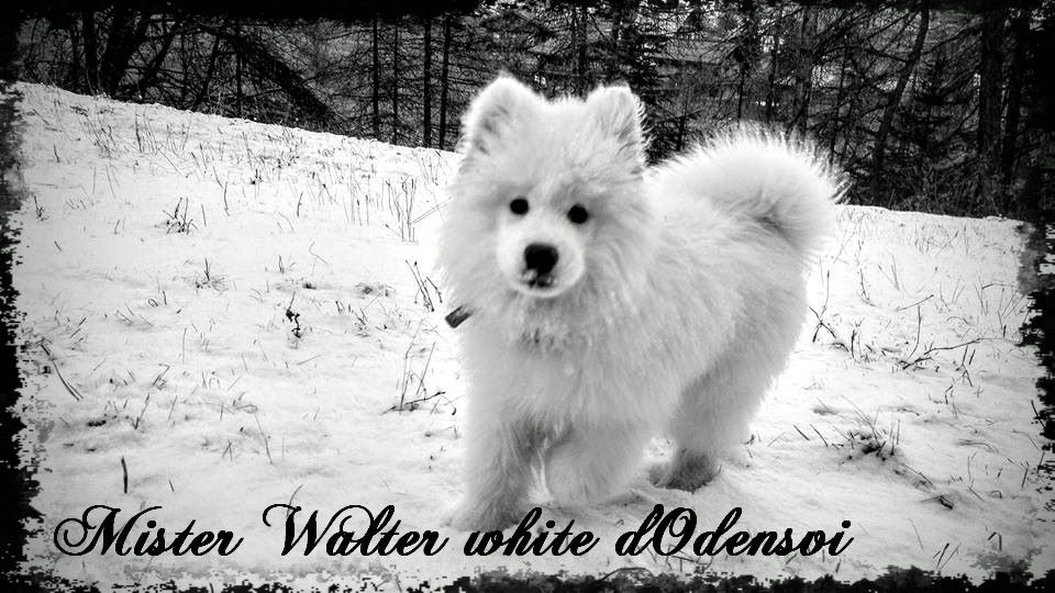 Mister walter white d'Odensvi